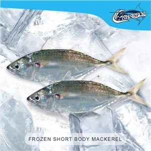 Fryst kortkroppsmakrill