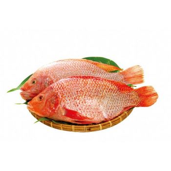 Röd Tilapia