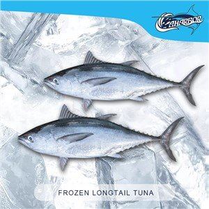 Tonggol tonfisk
