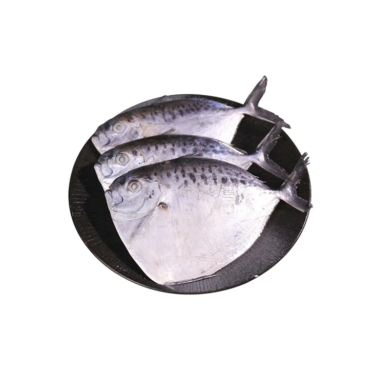Mene Maculata