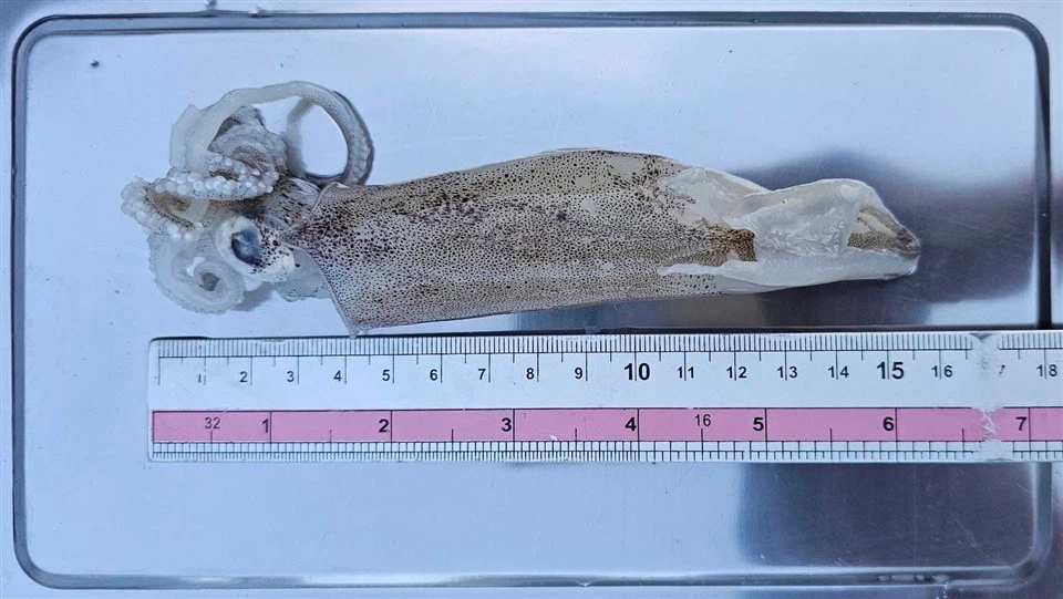 Fryst Loligo chinensis bläckfisk