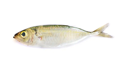Vilken sorts fisk är indisk makrillfisk?